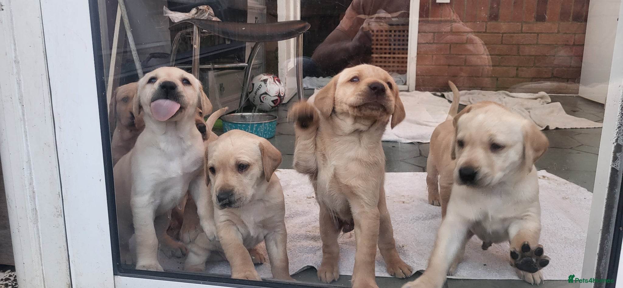 Labrador Retriever dogs Golden Retriever puppies - Advert 2