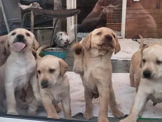 Labrador Retriever dogs Golden Retriever puppies - Advert 18