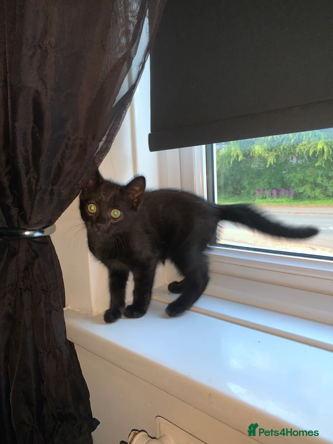 Mixed Breed cats for sale: 3 beautiful kittens  - Advert 2