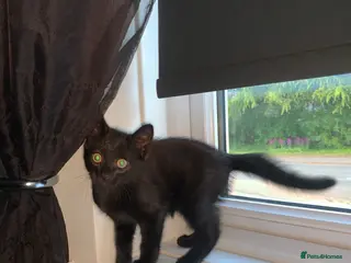 Mixed Breed cats 3 beautiful kittens - Advert 1