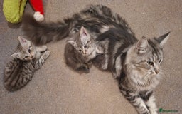 Maine Coon cats for sale: Gorgeous Maine Coon Cross Siamese kittens - Image 6