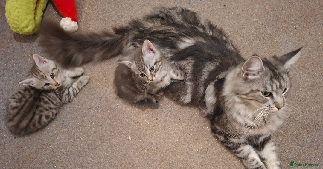 Maine Coon cats for sale: Gorgeous Maine Coon Cross Siamese kittens - Image 6