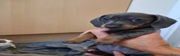 Miniature Dachshund dogs for sale: Beautiful Miniature Dachshund Stuning little pups. in Stevenage - Advert 7