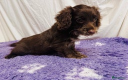 Cockapoo dogs for sale: Chocolate Merle Cockapoo Babies 🐾🐾🐾 - Image 12