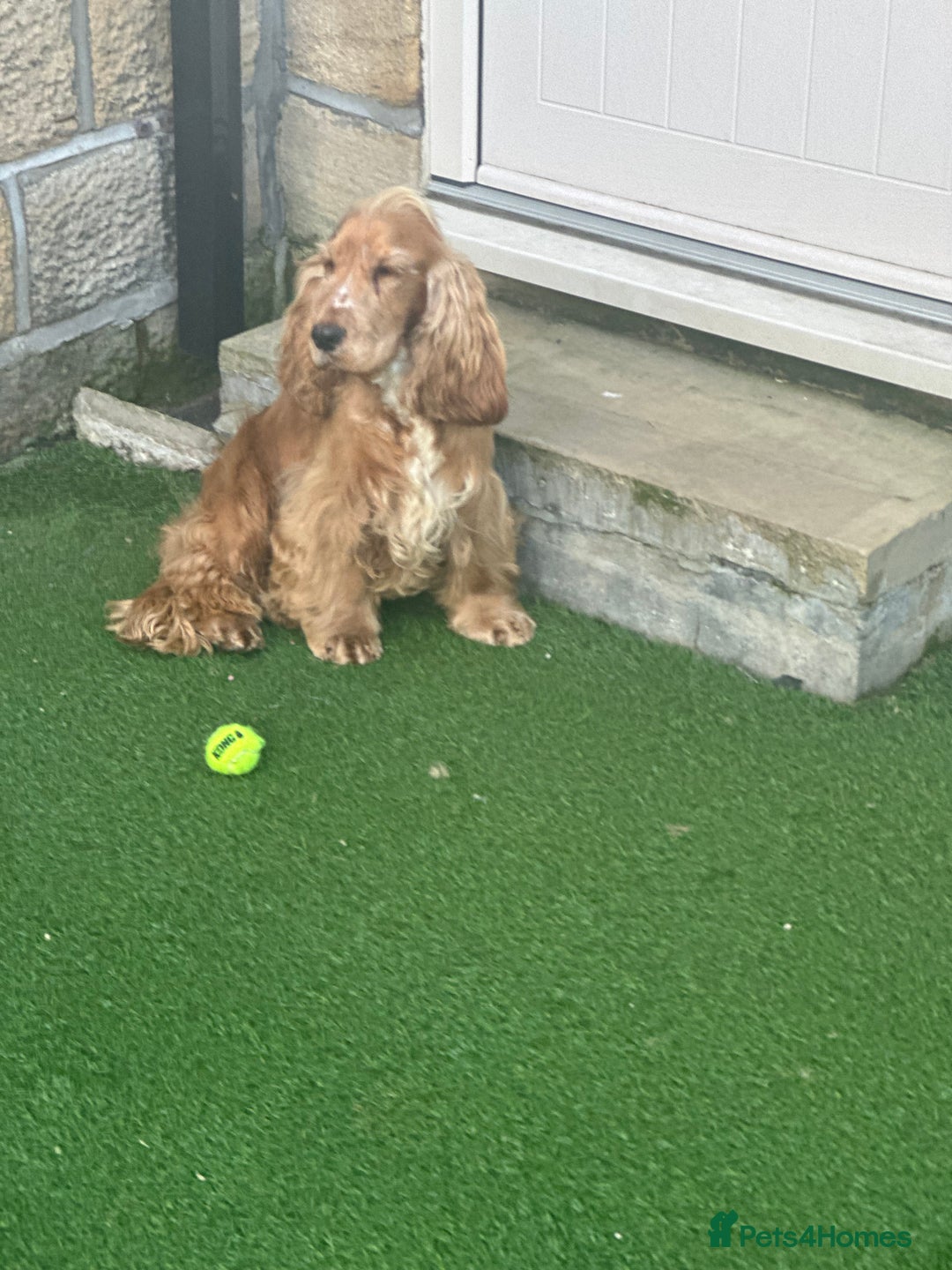 Cocker Spaniel dogs for stud: Bentley - KC Reg Stunning Show Spaniel at Stud in Bradford - Advert 4