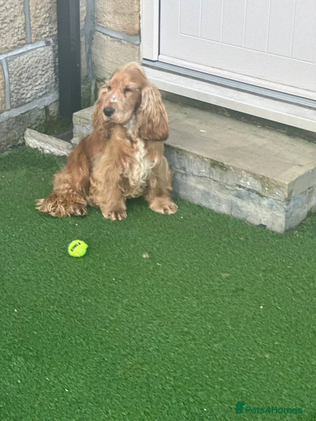 Cocker Spaniel dogs for stud: Bentley - KC Reg Stunning Show Spaniel at Stud in Bradford - Advert 4