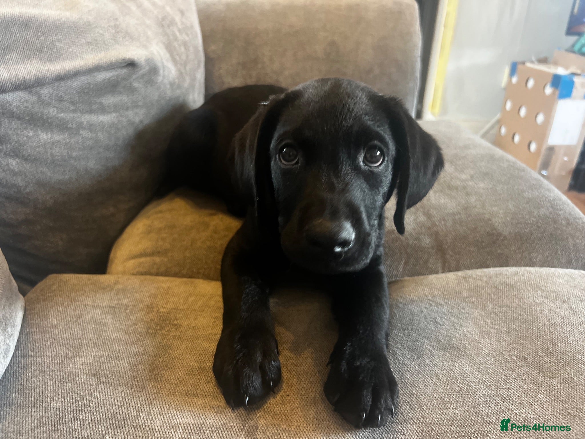 Labrador Retriever dogs Kc reg male lab puppy  - Advert 3