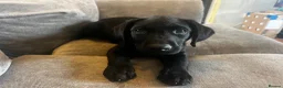 Labrador Retriever dogs for sale: Kc reg male lab puppy  - Advert 3