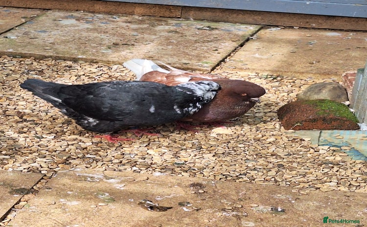 Pigeons birds - Advert 3