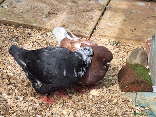 Pigeons birds - Advert 4