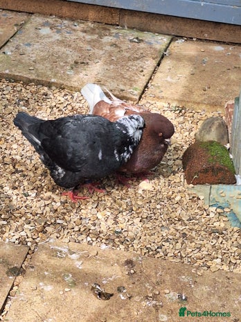 Pigeons birds - Advert 3