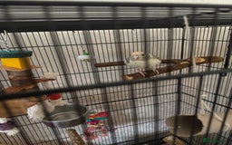 Parakeets birds for sale: Kakariki parakeets  - Image 2