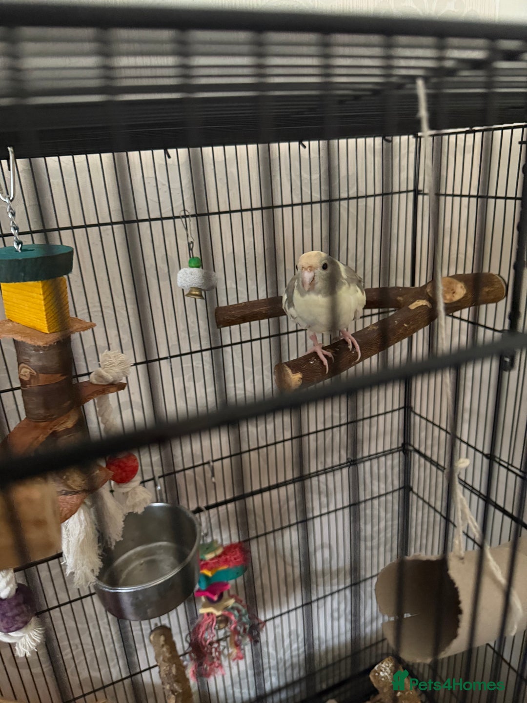 Parakeets birds for sale: Kakariki parakeets  - Image 2