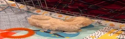 Shihpoo dogs for sale: Cute Shihpoo Puppies Shih Tzu X Poodle  - Advert 21