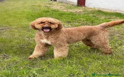 Saint Bernard dogs for sale: F1 st doodles puppies for sale - Image 9