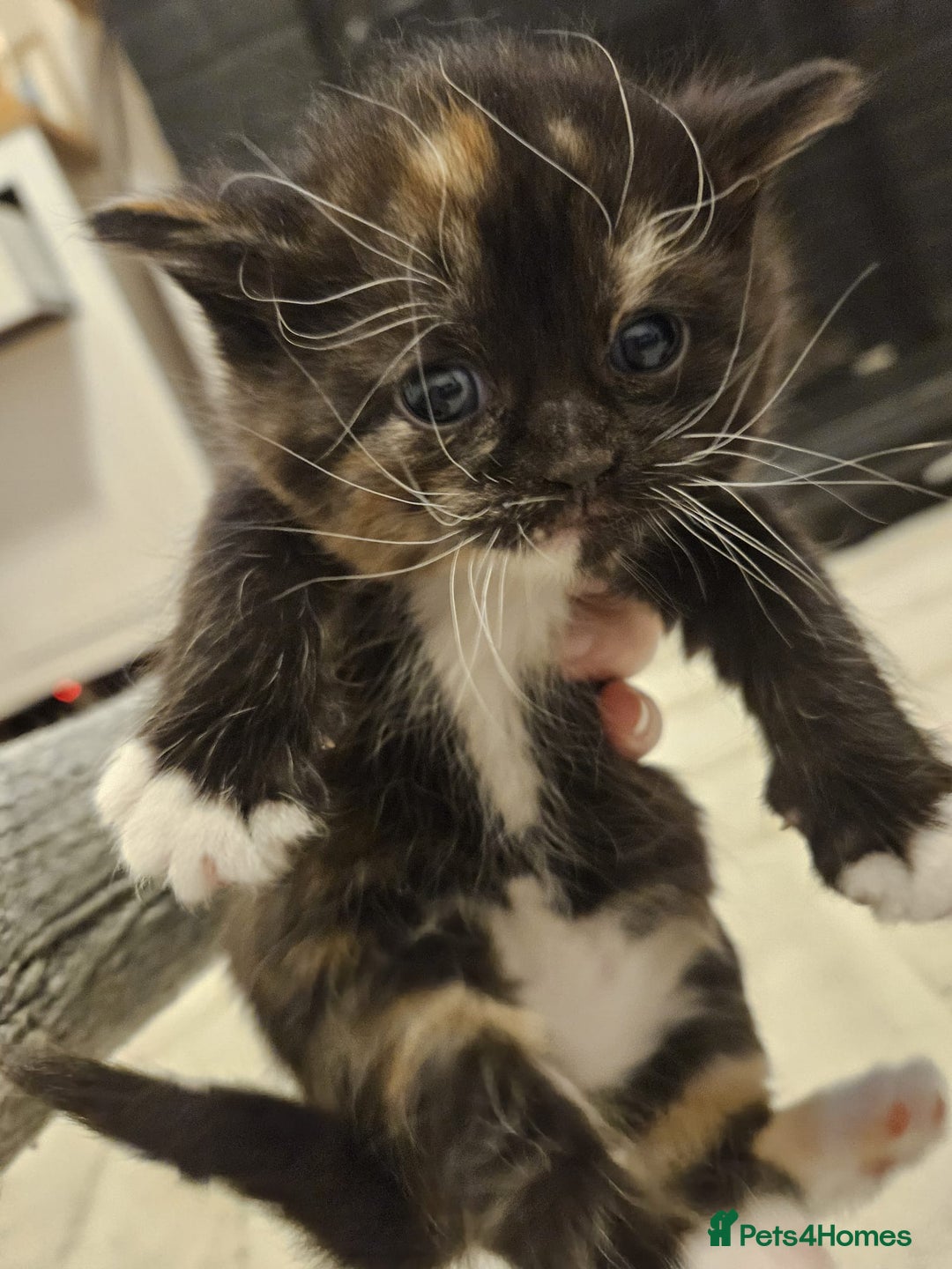Mixed Breed cats for sale: 2 beautiful black white ginger kittens  - Advert 2
