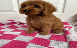 Cavapoo dogs for sale: Beautiful Cavapoos - Image 2