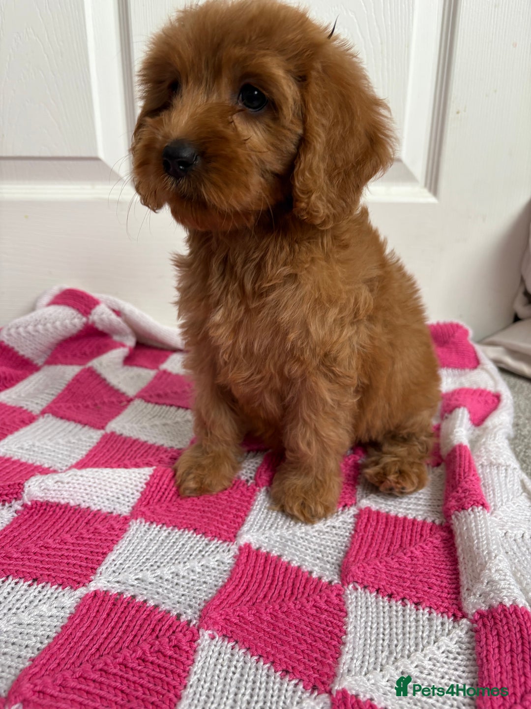 Cavapoo dogs for sale: Beautiful Cavapoos - Image 2
