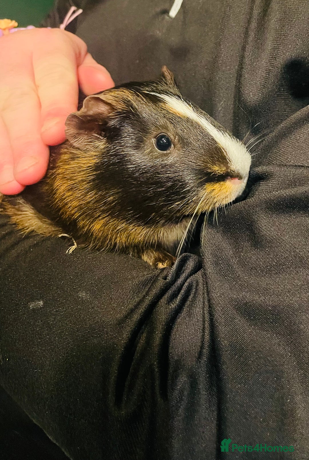 Guinea Pig rodents for sale: 2 x Male Guinea Pigs - Advert 3