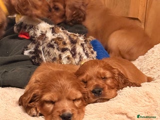 Cocker Spaniel dogs Gorgeous litter of cocker spaniel pups - Advert 2