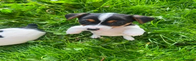 Jack Russell Puppy 1