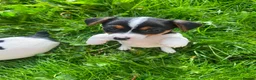 Jack Russell dogs for sale: Beautiful Jack Russell Girls Available  - Advert 4
