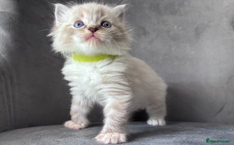Ragdoll cats - Advert 4
