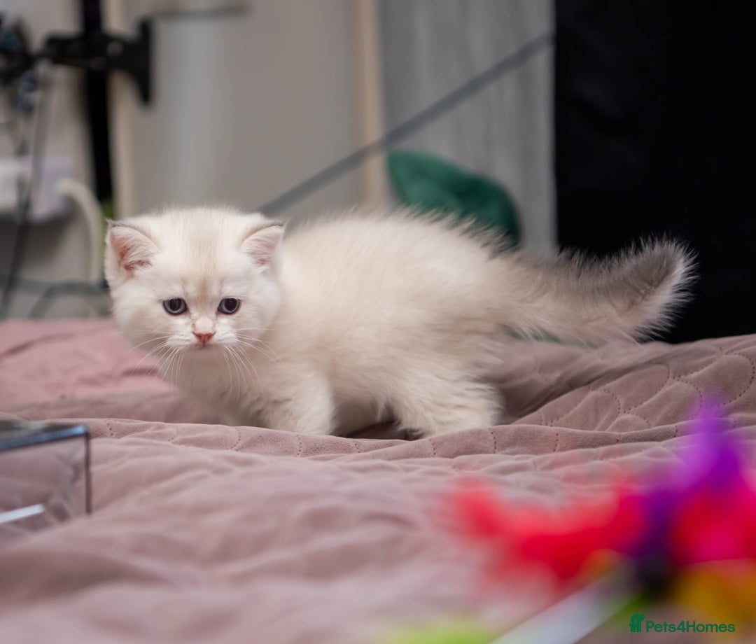 British Shorthair cats for sale: British shorthair kittens  - Image 17