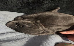 French Bulldog dogs for sale: 2x French bulldog  - Image 3