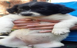 Sprollie dogs for sale: Border Collie x Springer Spaniel pups - Image 14