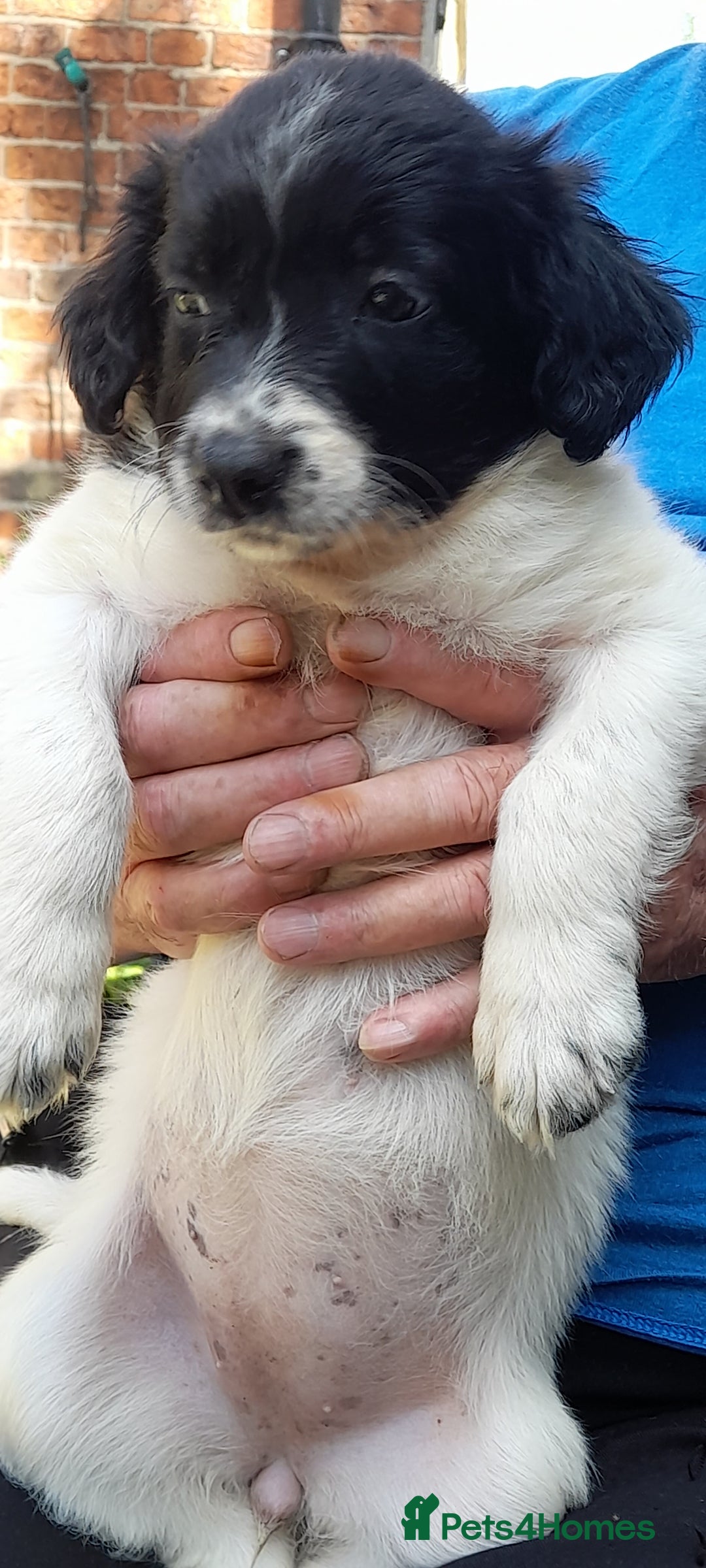 Sprollie dogs for sale: Border Collie x Springer Spaniel pups - Image 14