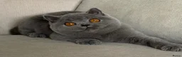 British Shorthair cats for sale: Beautiful kittens  - Advert 5
