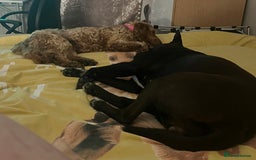 Mixed Breed dogs for sale: Female lovable girl  - Image 5
