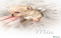 Chihuahua dogs for sale: Long coat girl and boy available  - Image 19