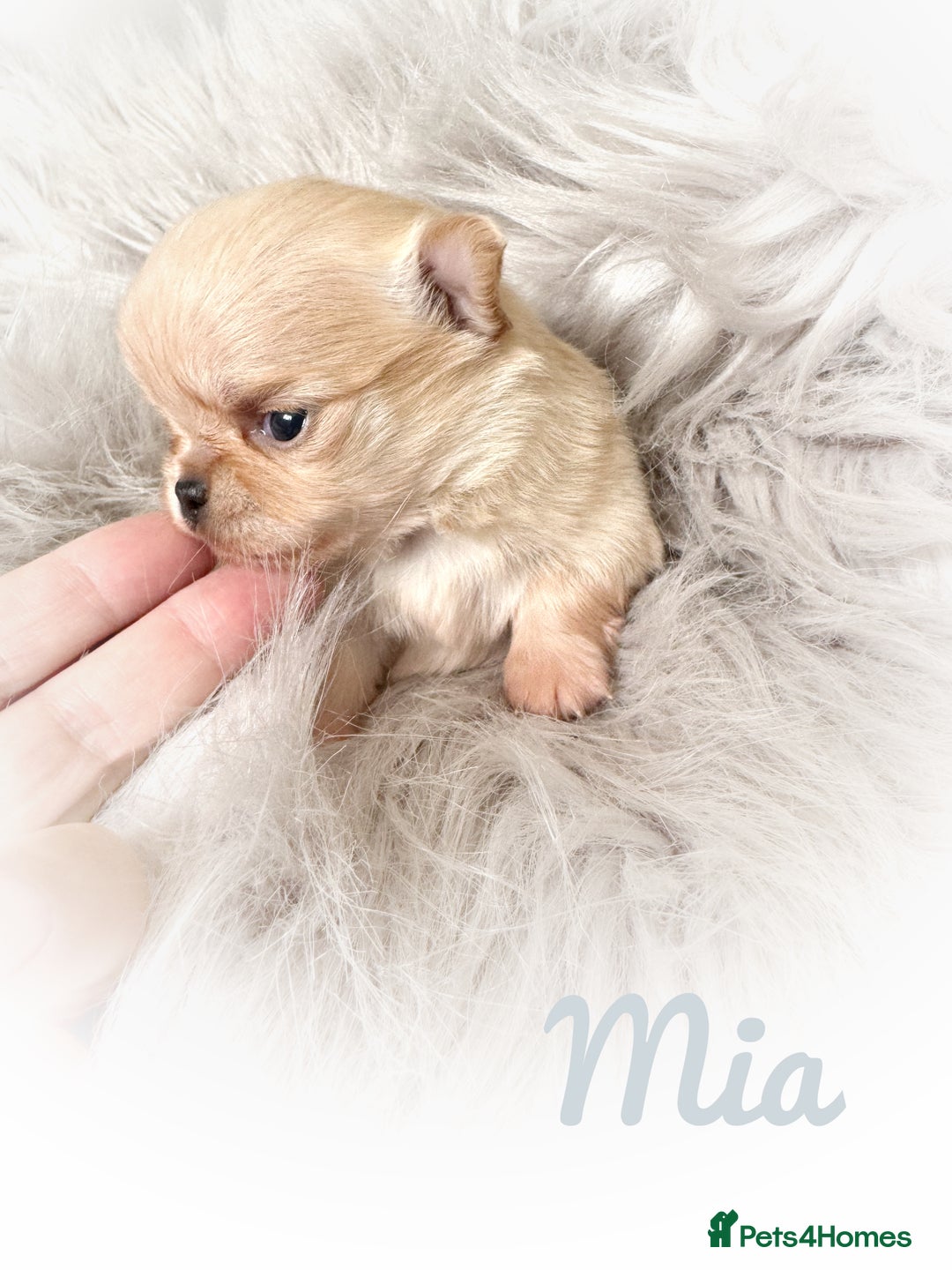 Chihuahua dogs for sale: Long coat girl and boy available  - Image 19
