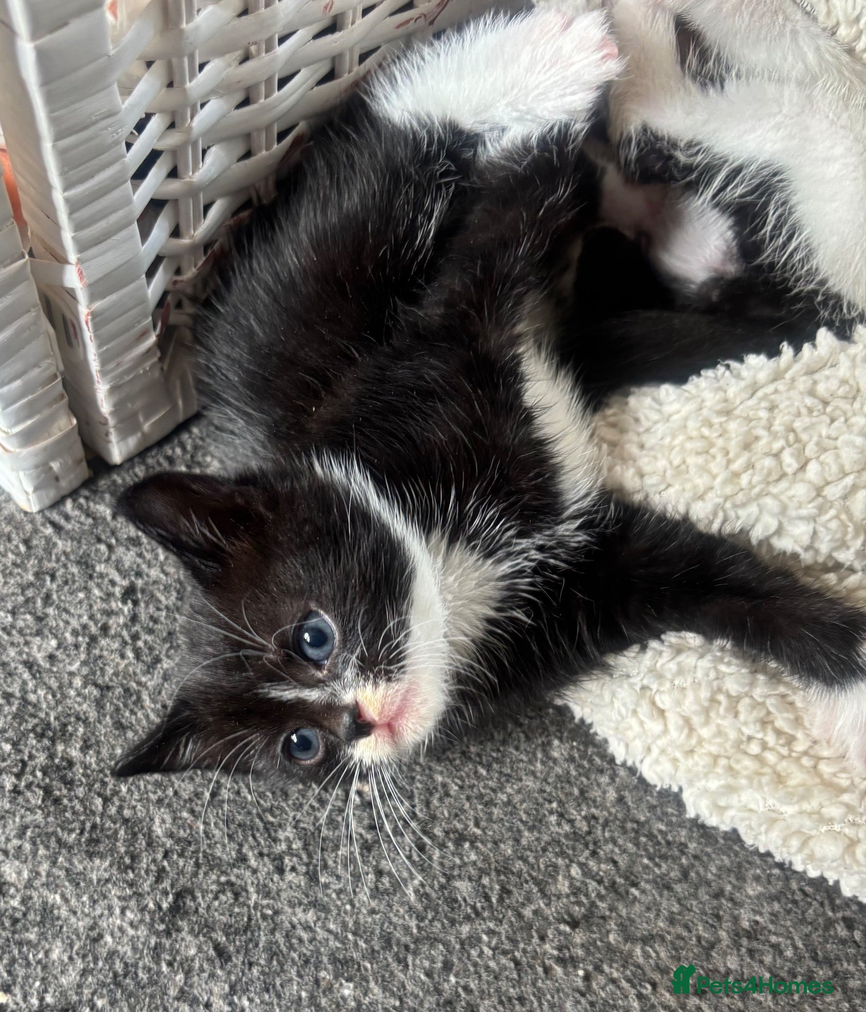 Mixed Breed cats for sale: 4 gorgeous kittens  - Advert 4