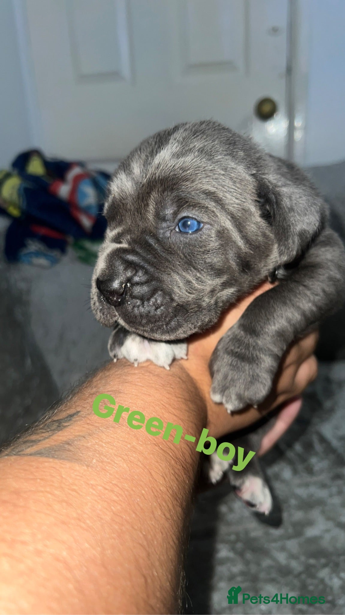 Cane Corso dogs Cane corso puppies - Advert 1