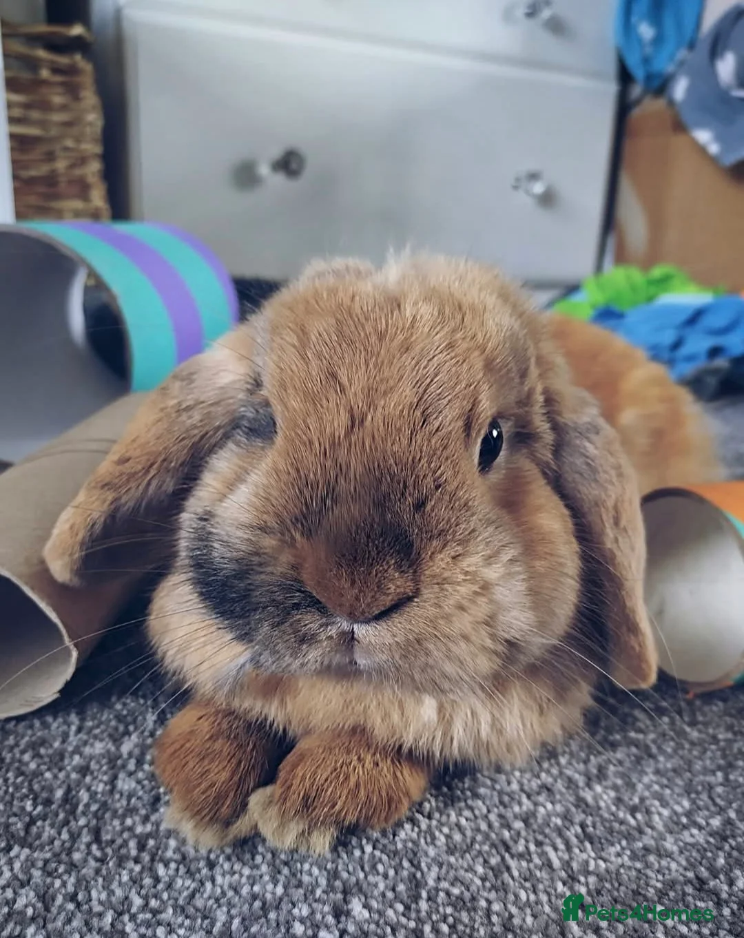 Mini Lop rabbits for sale: Bonded Pair of Lop Buns, Male/Female, Neutered - Advert 3