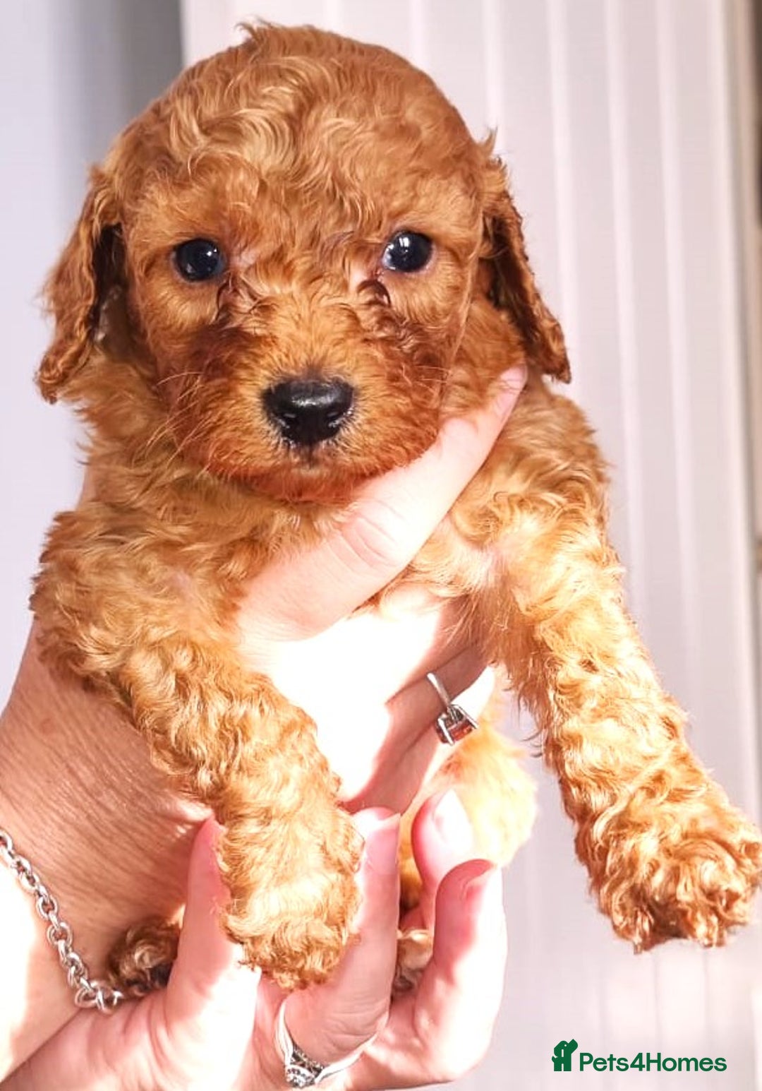 Cavapoo dogs for sale: Adorable F2 Cavapoo Puppies  - Image 5