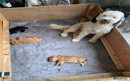 Cockapoo dogs for sale: Cockapoo Puppies Ready 15th September - Image 9