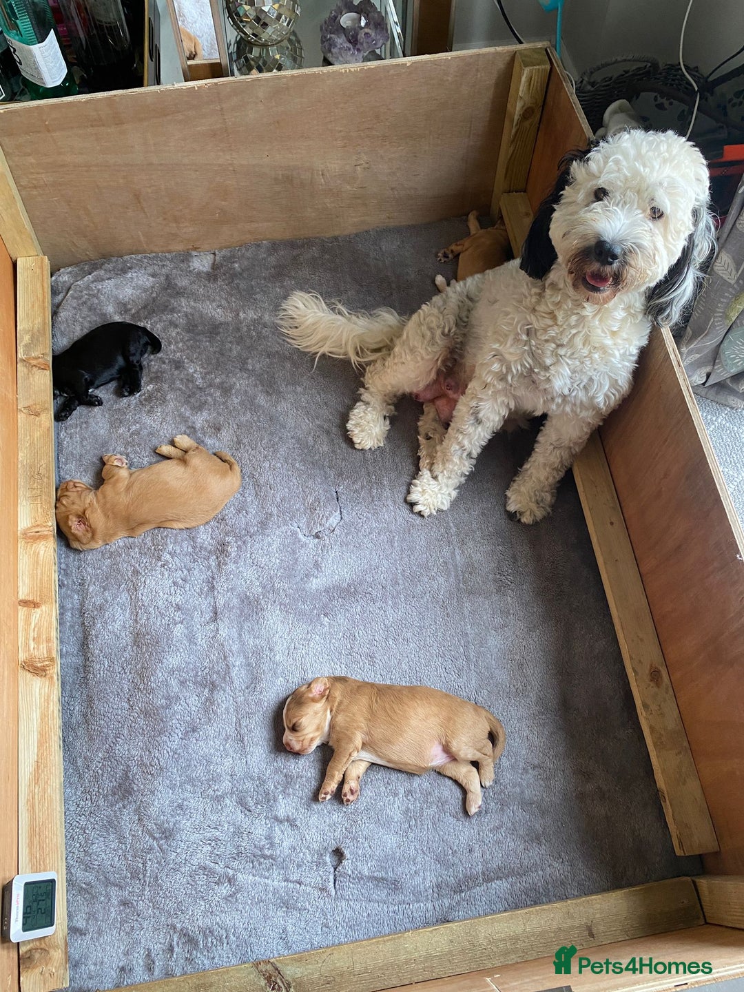 Cockapoo dogs for sale: Cockapoo Puppies Ready 15th September - Image 9