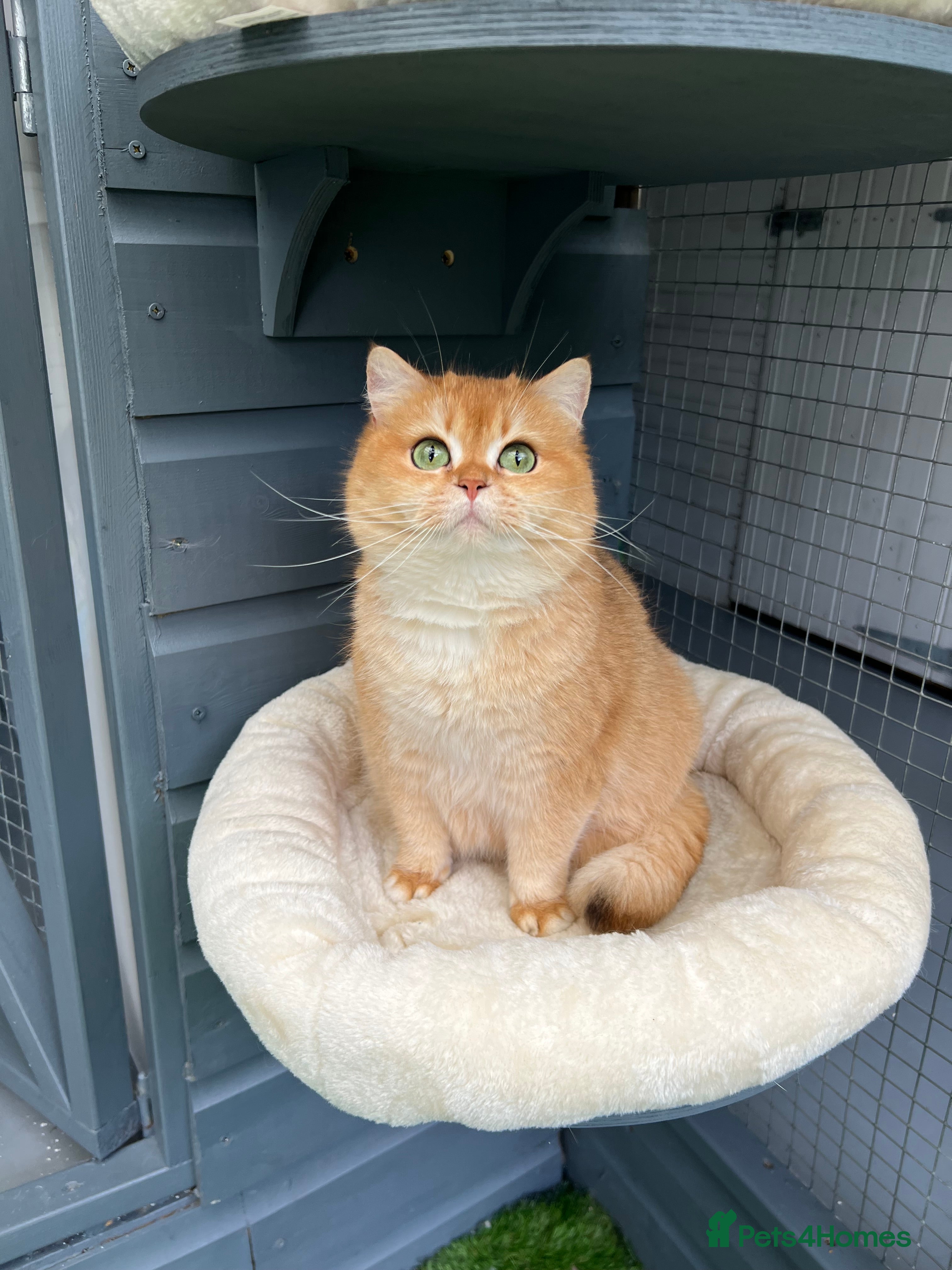 British Shorthair cats for sale: VET BRED HEALTH TESTED GCCF KITTENS NOW + WAITLIST - Advert 2