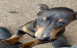 Miniature Dachshund dogs for sale: KC miniature Dachshund  - Advert 4