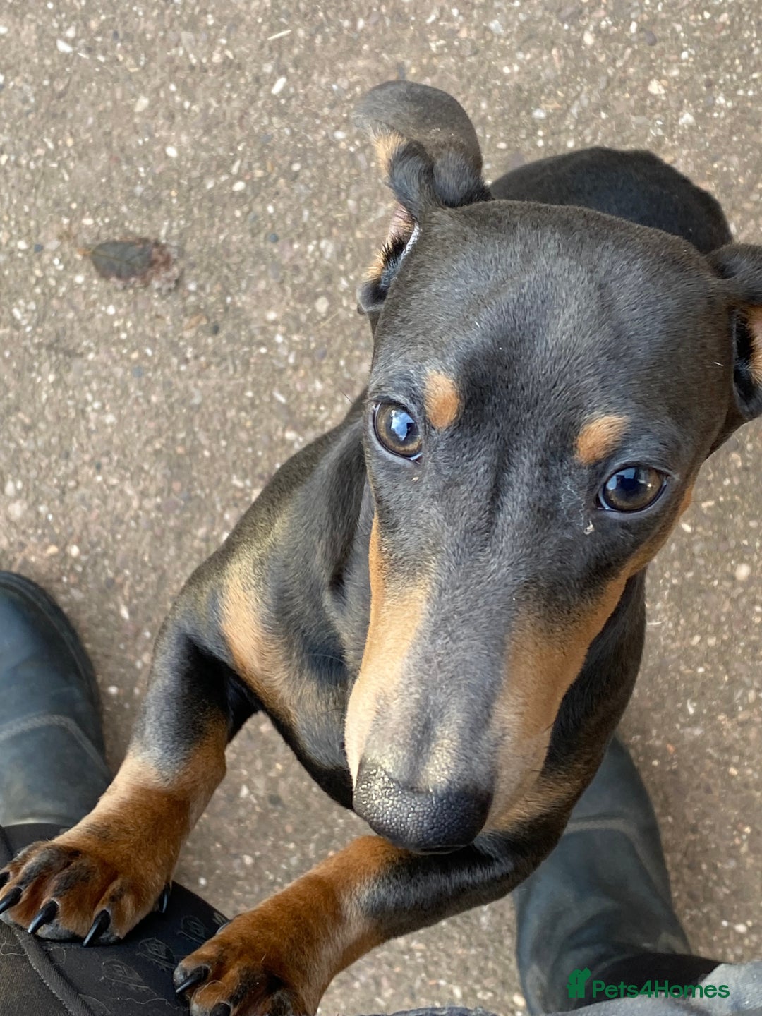 Miniature Dachshund dogs for sale: KC miniature Dachshund  - Advert 4