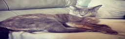 Mixed Breed cats for sale: 2 Beautiful Ginger Mixed Breed Kittens  - Advert 4