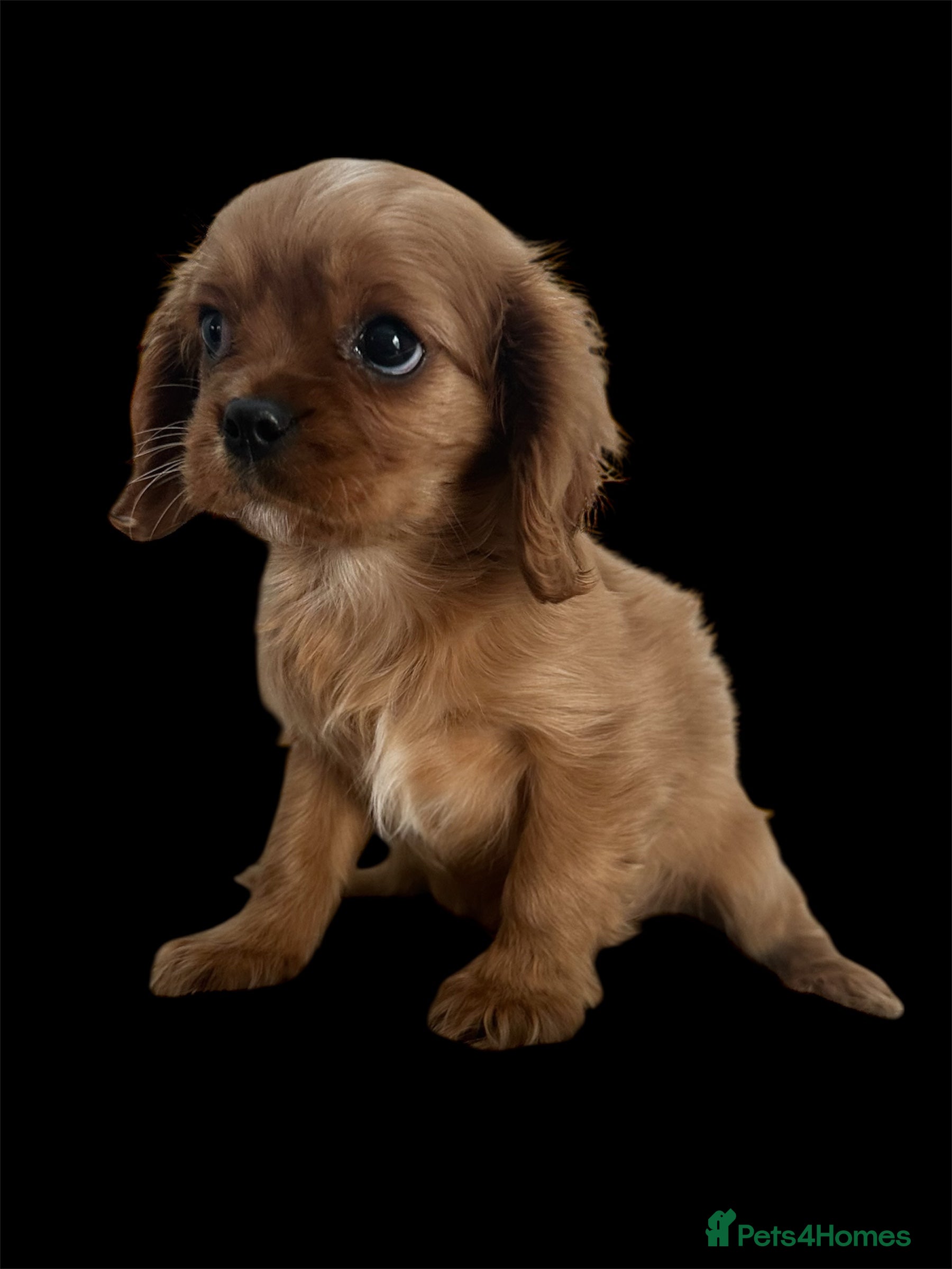 Cavalier King Charles Spaniel dogs **KC REGISTERED DNA CLEAR 🧬 CAVALIER PUPPIES** - Advert 6