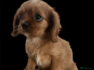 Cavalier King Charles Spaniel dogs **KC REGISTERED DNA CLEAR 🧬 CAVALIER PUPPIES** - Advert 6