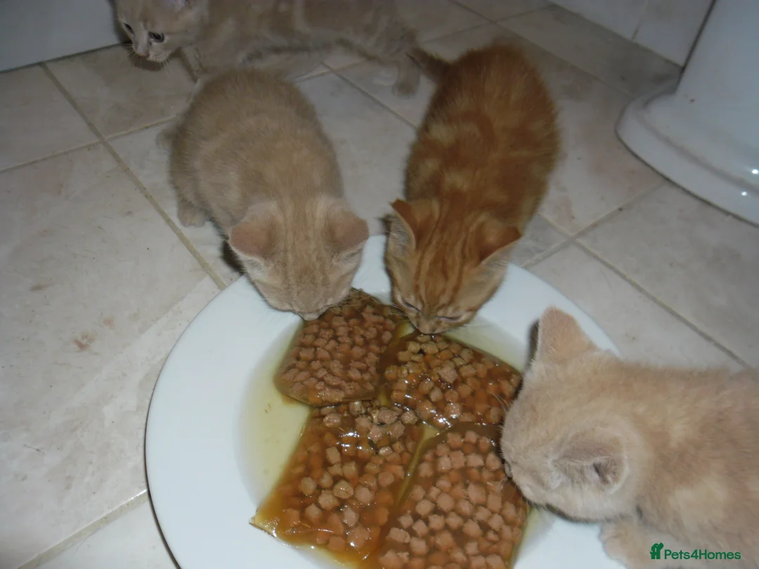 Mixed Breed cats for sale: 4 Ginger male kittens for sale to loving homes - Advert 9