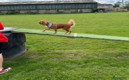 Cavalier King Charles Spaniel dogs for sale: Female Ruby KC Cavalier King Charles Spaniel - Image 4