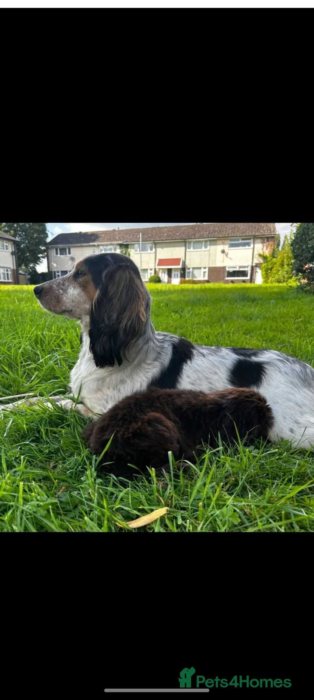 Cocker Spaniel dogs for sale: Beautiful Cocker spaniel pups  - Advert 16